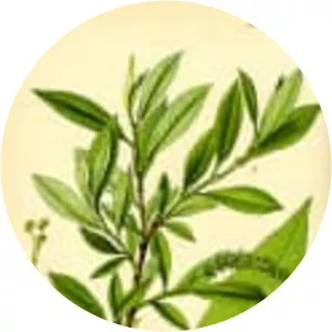 Salix triandra (Badem Yapraklı Söğüt)