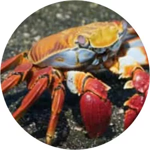 Sally lightfoot crab