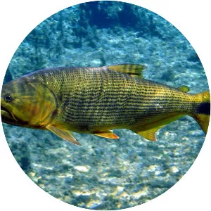 Salminus brasiliensis