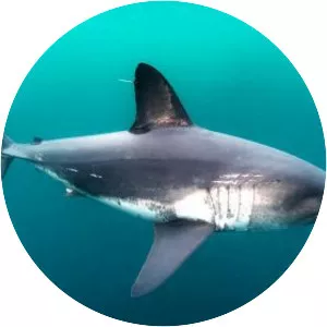 Salmon shark