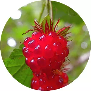 Salmonberry