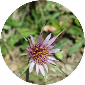 Salsify