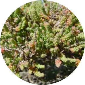 Salsola