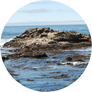 Salt Point State Marine Conservation Area - 