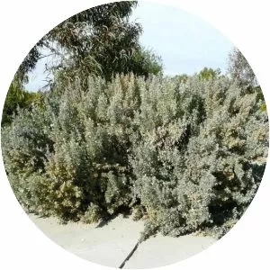 Saltbushes