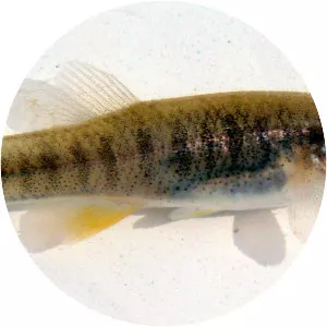 Saltmarsh topminnow