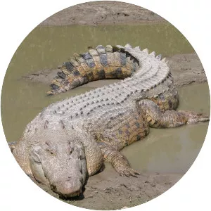 Saltwater crocodile