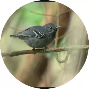 Salvadori's antwren