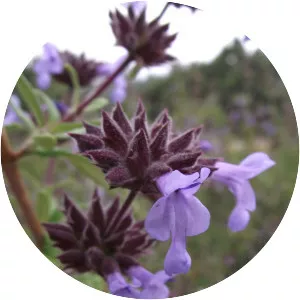 Salvia brandegeei