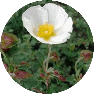 Salvia cistus - Plants