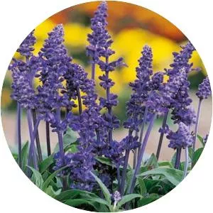 Salvia farinacea