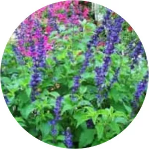 Salvia 'Indigo Spires' - 