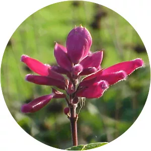 Salvia involucrata - 