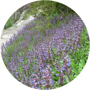 Salvia sonomensis