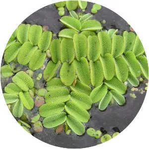 Salvinia natans