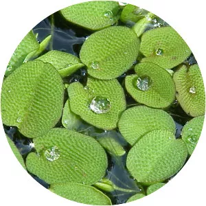 Salvinia