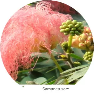 Samanea - Plants
