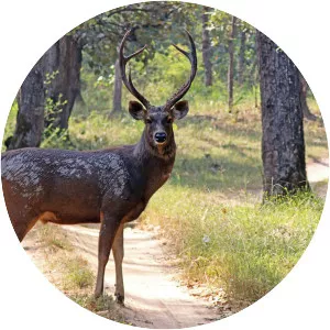 Sambar deer