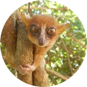 Sambirano mouse lemur - 