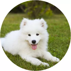 Samoyed dog