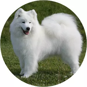 Samoyed - Dog breed