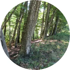 Samuel G Fisher Mount Ivy Environmental Park Pomona