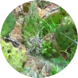 San Angelo Nature Center - 