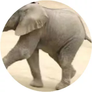 San Diego Zoo Safari Park - 