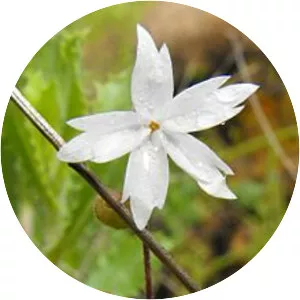 San francisco woodland-star - Plants