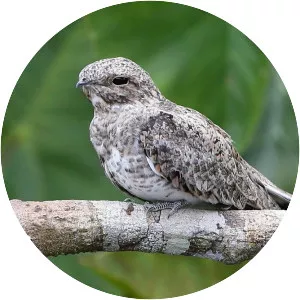 Sand-coloured nighthawk