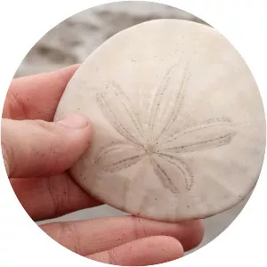 Sand dollar