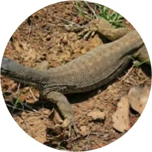 Sand goanna