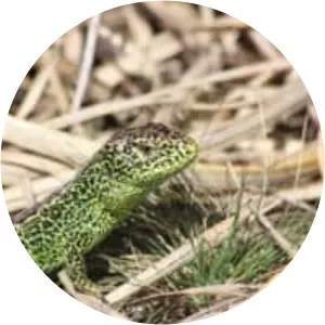 Sand lizard