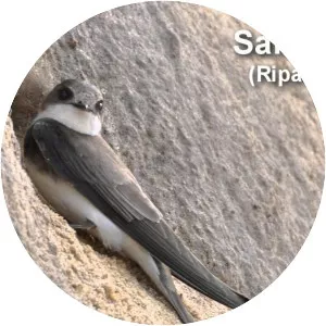 Sand martin