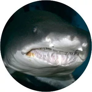 Sand tiger shark - 
