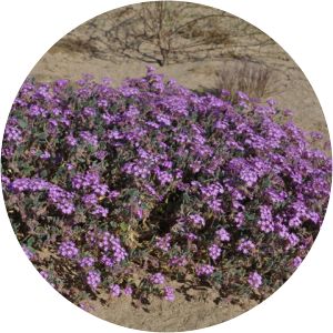 Sand verbena