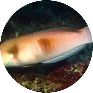 Sandager's wrasse