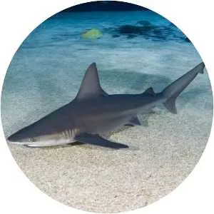 Sandbar shark