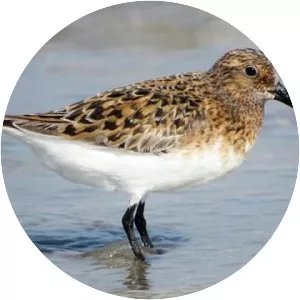 Sanderling - Bird