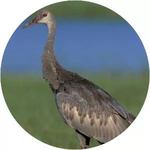 Sandhill crane