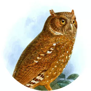 Sandy scops owl