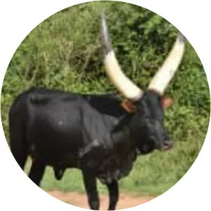 Sanga cattle