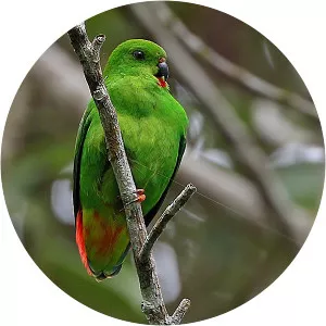 Sangihe hanging parrot - Birds