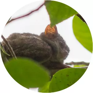 Sangihe tarsier - 