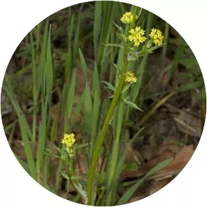 Sanicula bipinnata - Plants