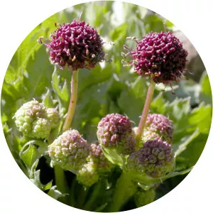 Sanicula bipinnatifida - 