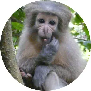 Sanje mangabey - Primate
