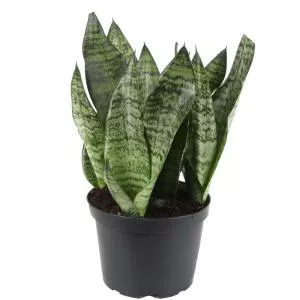 Sansevieria - Plants