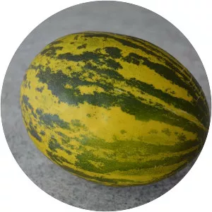 Santa Claus melon