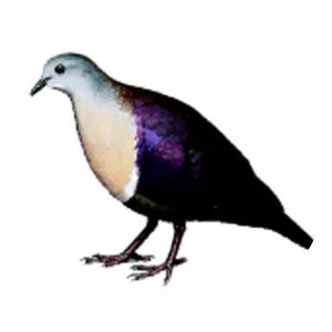 Santa Cruz ground dove
